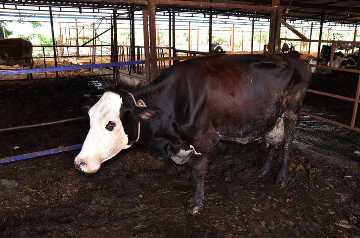 Antalya'da 15 gün önce doğan üçüz buzağılar, biberonla besleniyor G1