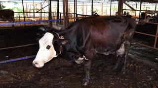 Antalya'da 15 gün önce doğan üçüz buzağılar, biberonla besleniyor