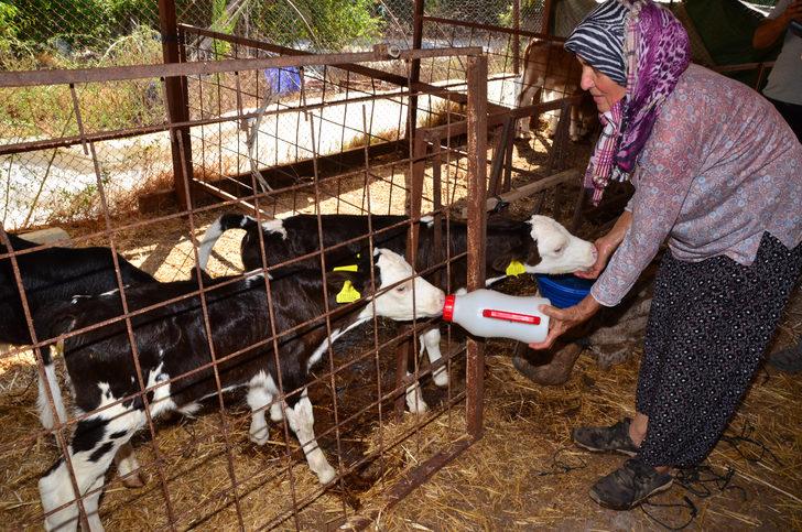 Antalya'da 15 gün önce doğan üçüz buzağılar, biberonla besleniyor G2