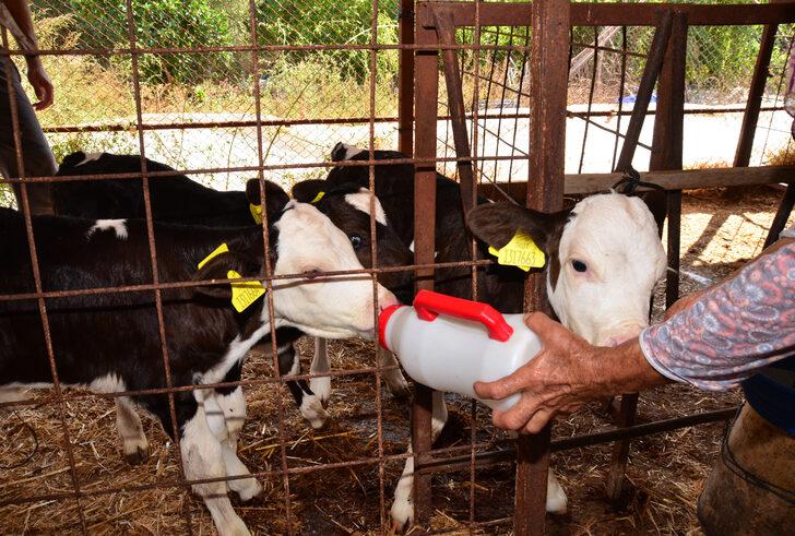 Antalya'da 15 gün önce doğan üçüz buzağılar, biberonla besleniyor G3