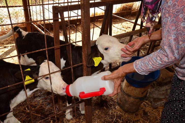 Antalya'da 15 gün önce doğan üçüz buzağılar, biberonla besleniyor G4