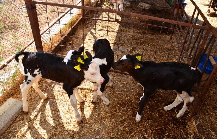Antalya'da 15 gün önce doğan üçüz buzağılar, biberonla besleniyor G5