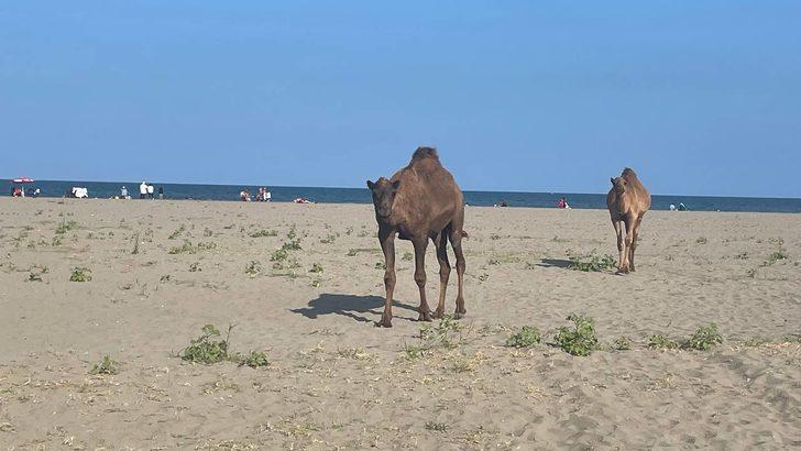 Samsun'da başıboş develer sahile indi G2