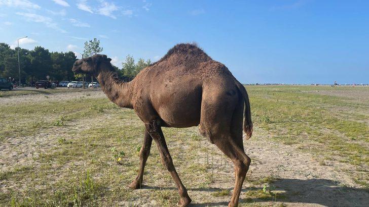 Samsun'da başıboş develer sahile indi G3