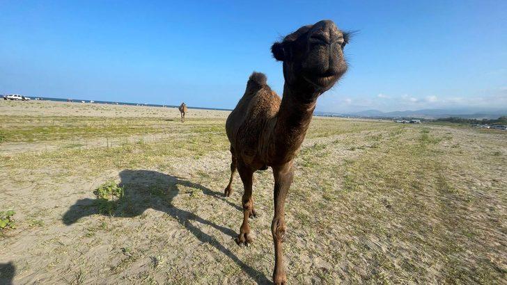 Samsun'da başıboş develer sahile indi G4