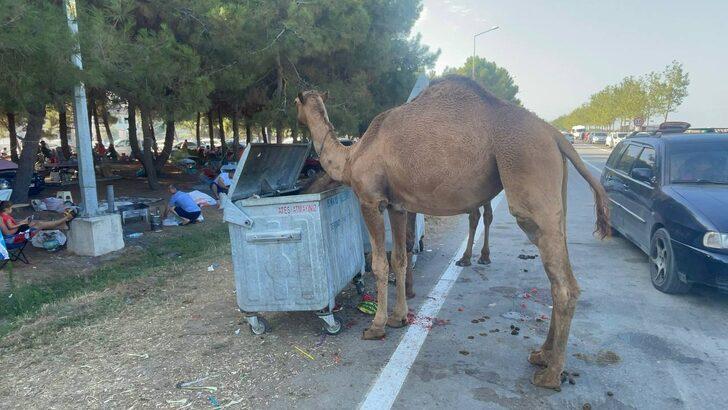 Samsun'da başıboş develer sahile indi G5
