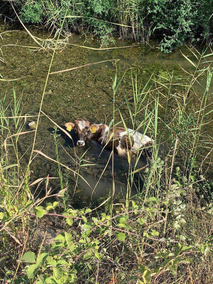 Tokat'ta balçığa saplanan ineği itfaiye ekipleri kurtardı G1