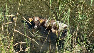 Tokat'ta balçığa saplanan ineği itfaiye ekipleri kurtardı