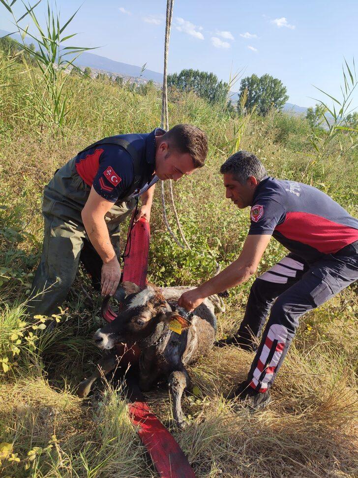 Tokat'ta balçığa saplanan ineği itfaiye ekipleri kurtardı G3