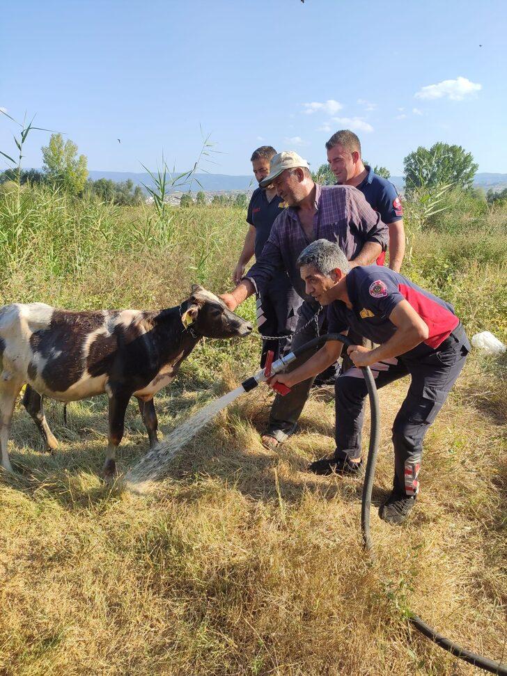 Tokat'ta balçığa saplanan ineği itfaiye ekipleri kurtardı G4