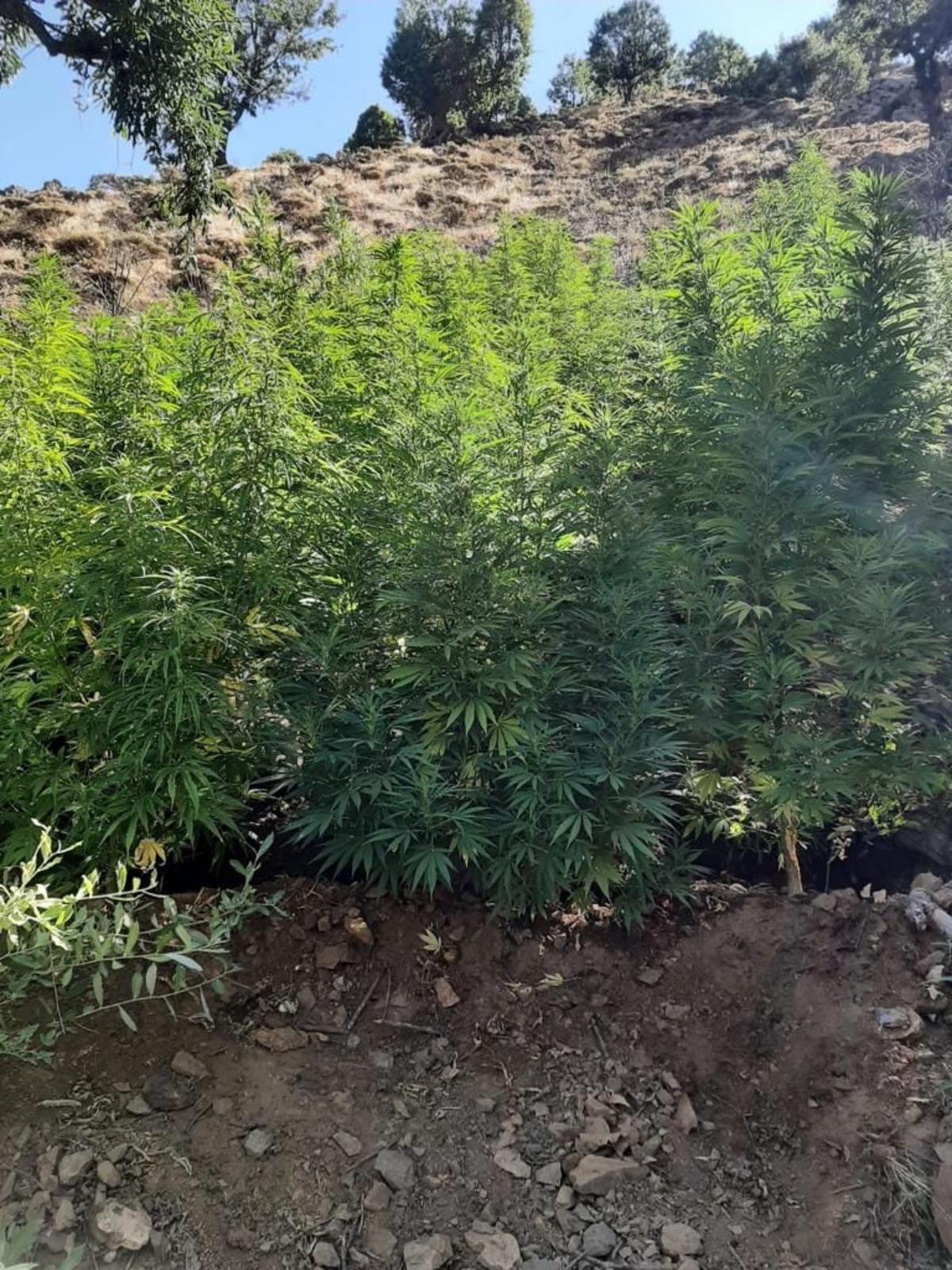 Bing&ouml;l'de 197 bin 756 k&ouml;k Hint keneviri ele ge&ccedil;irildi