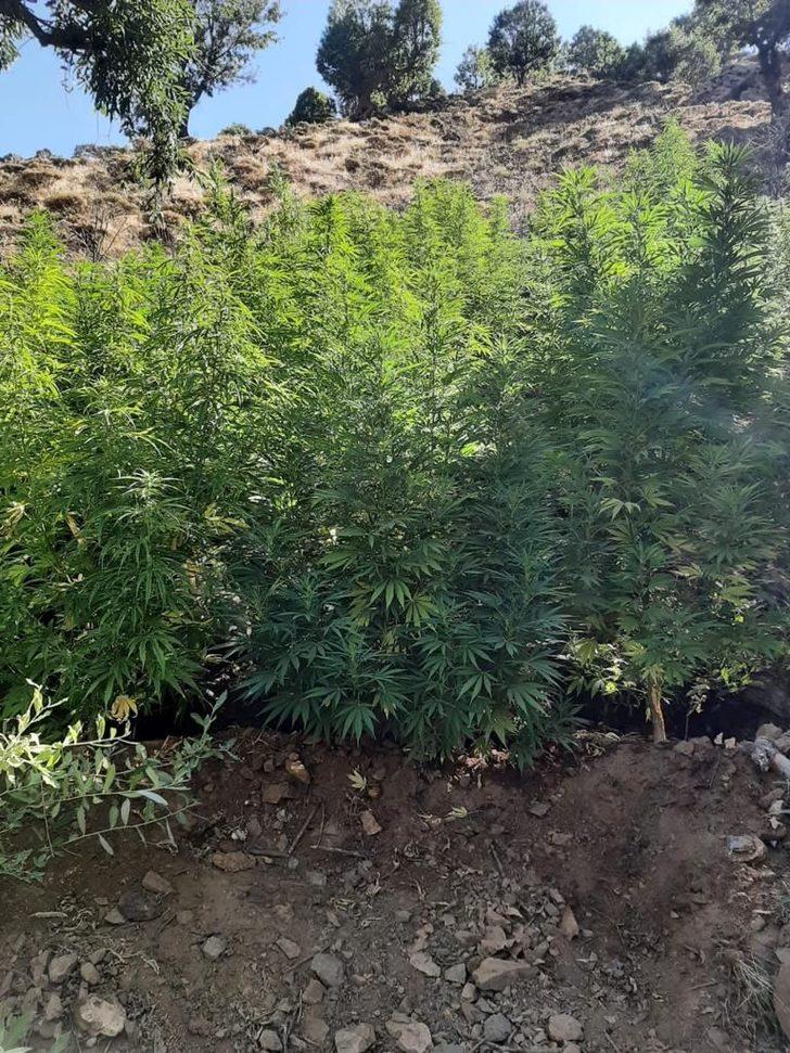 Bingöl'de 197 bin 756 kök Hint keneviri ele geçirildi G1