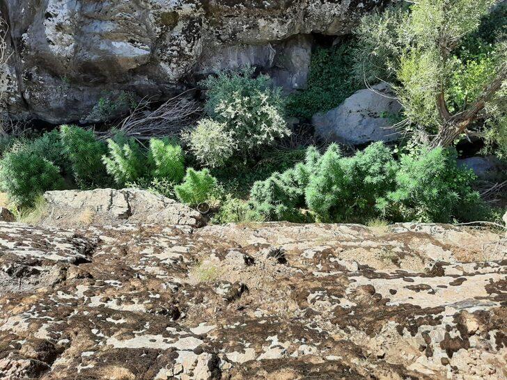 Bingöl'de 197 bin 756 kök Hint keneviri ele geçirildi G2