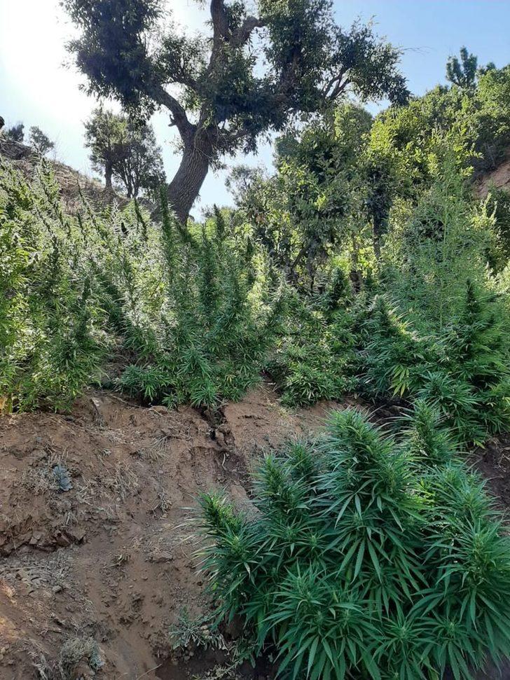 Bingöl'de 197 bin 756 kök Hint keneviri ele geçirildi G3