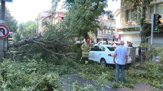 Sarıyer'de caddeye devrilen ağaç trafiği aksattı