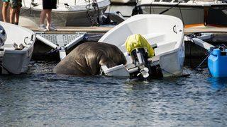 Norveç'teki ünlü deniz aygırı Freya, insanlara zarar verebileceği gerekçesiyle öldürüldü