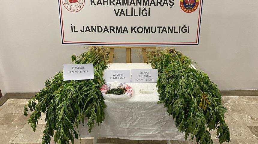 Kahramanmaraş'ta 145 kök kenevir ele geçirildi