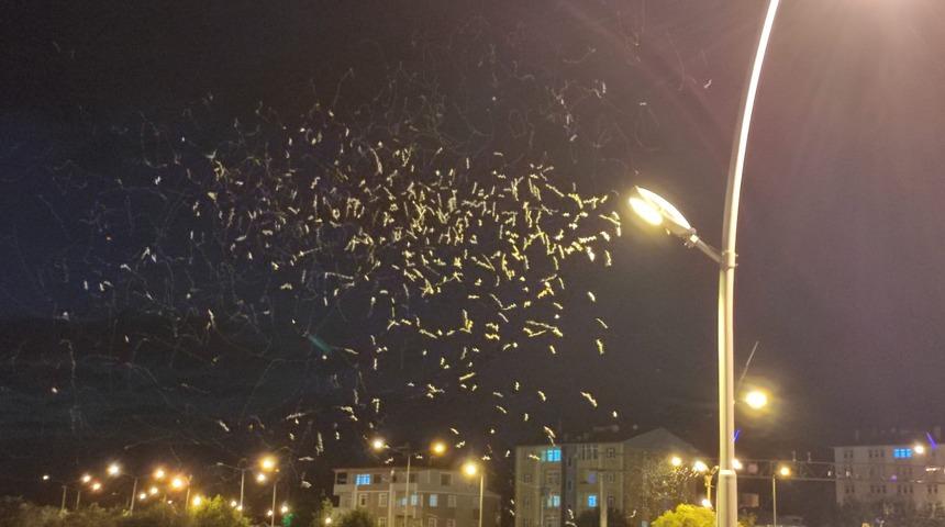 Ardahan’da sineklerin "Birgün"lük ölüm dansı: "Duymuştum ama ben de ilk defa tanık oluyorum"