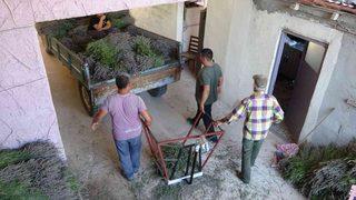 Kilogramı 450 lira! Geçim kaynağı oldu! Köylüler üretiyor, dünyaya satılıyor