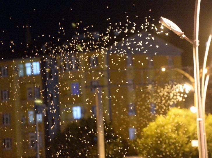 Ardahan'da "bir günlükler"in "ölüm uçuşu" sürüyor G1