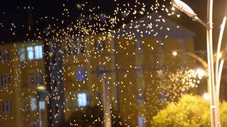 Ardahan'da bir günlüklerin ölüm uçuşu sürüyor