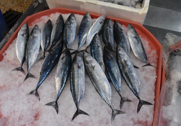 Sinop'ta sezonun ilk palamutları tezgahlardaki yerini aldı G2