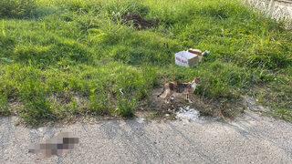 Sakarya'da bir kadının kutuya koyduğu kedileri sokağa bırakması kameralara yansıdı