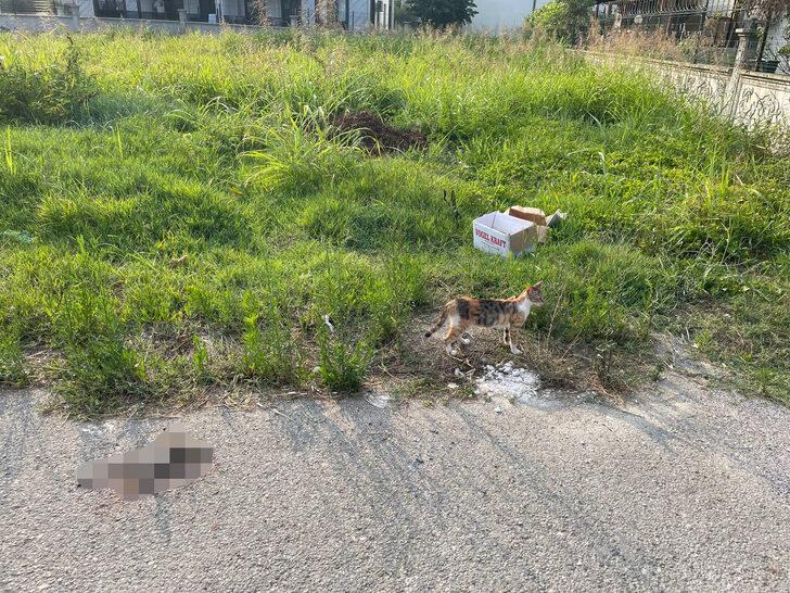 Sakarya'da bir kadının kutuya koyduğu kedileri sokağa bırakması kameralara yansıdı