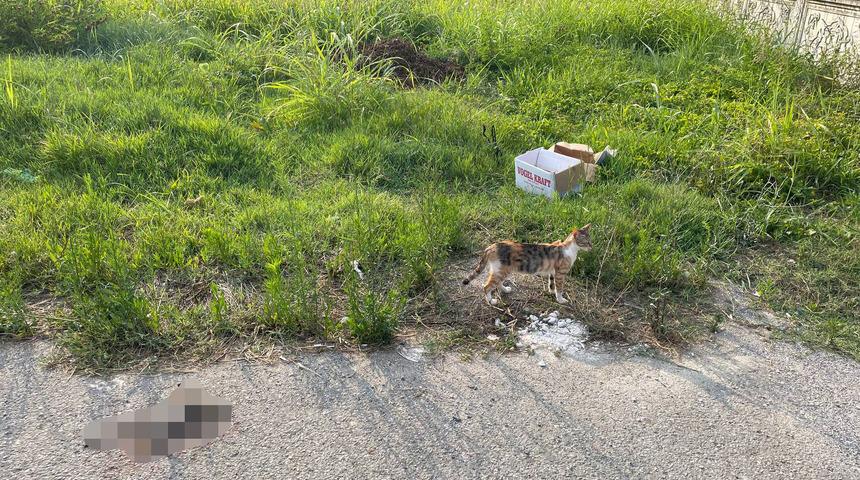 Sakarya'da bir kadının kutuya koyduğu kedileri sokağa bırakması kameralara yansıdı