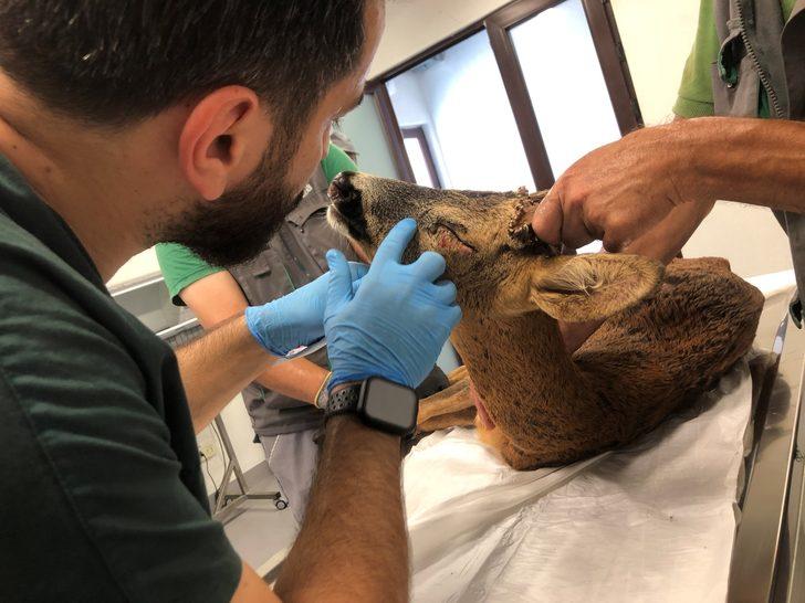 Kocaeli'de denizden kurtarılan karacanın sağlık durumu iyiye gidiyor G1