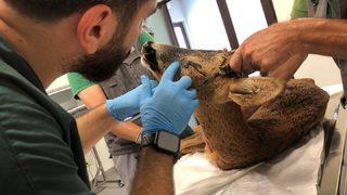 Kocaeli'de denizden kurtarılan karacanın sağlık durumu iyiye gidiyor