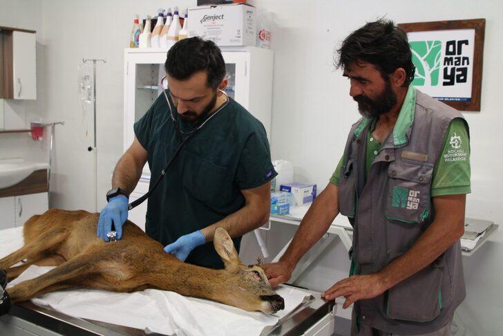 Kocaeli'de denizden kurtarılan karacanın sağlık durumu iyiye gidiyor G2