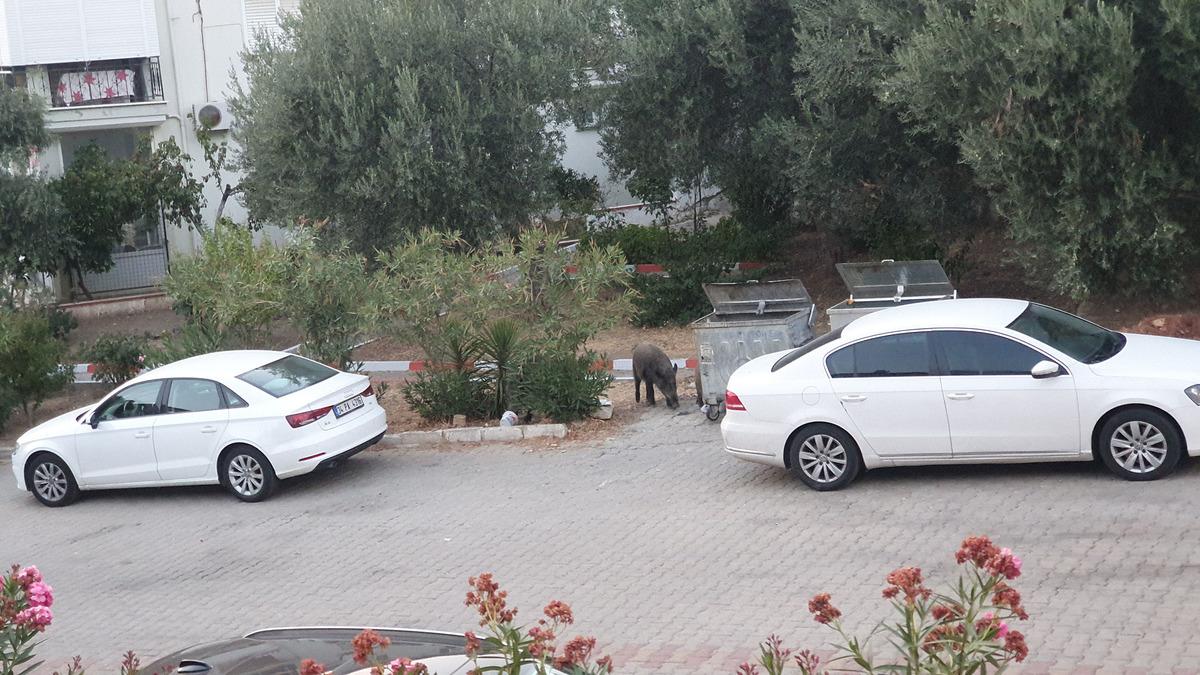Balıkesir'de yerleşim yerine inen yaban domuzları g&ouml;r&uuml;nt&uuml;lendi