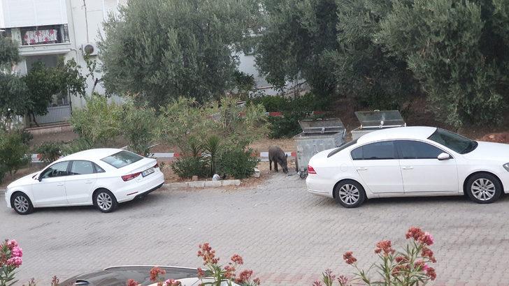 Balıkesir'de yerleşim yerine inen yaban domuzları görüntülendi G1