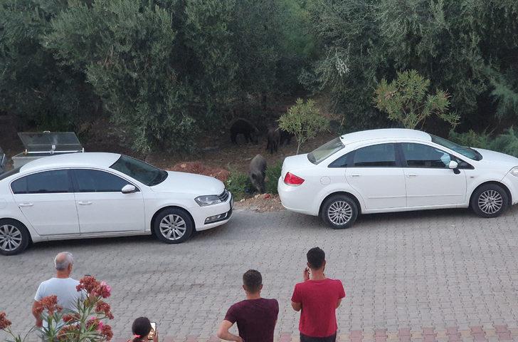 Balıkesir'de yerleşim yerine inen yaban domuzları görüntülendi G2