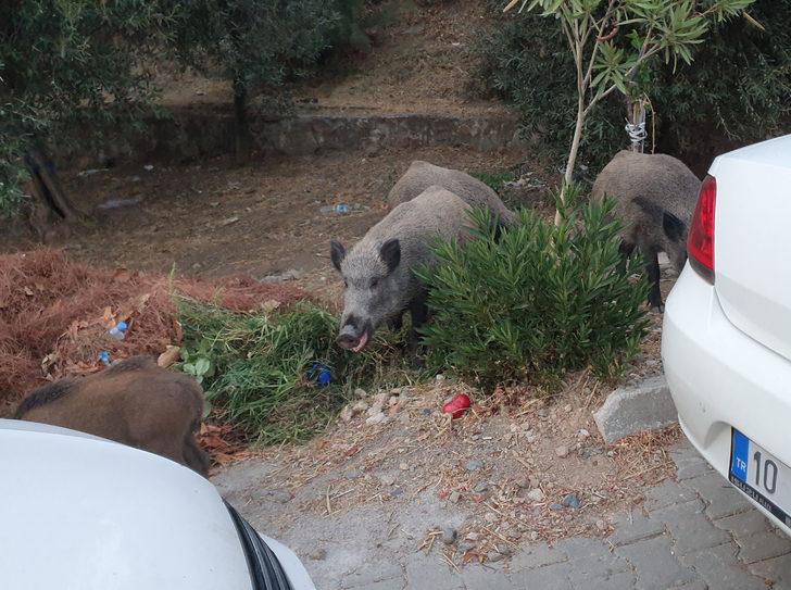 Balıkesir'de yerleşim yerine inen yaban domuzları görüntülendi G3