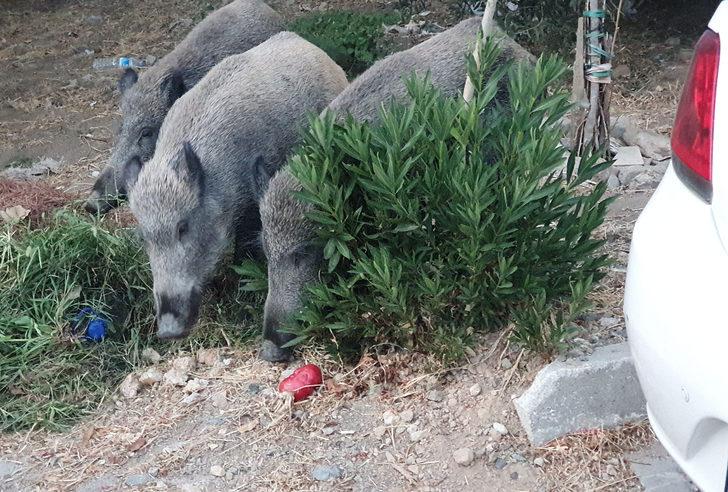 Balıkesir'de yerleşim yerine inen yaban domuzları görüntülendi G4