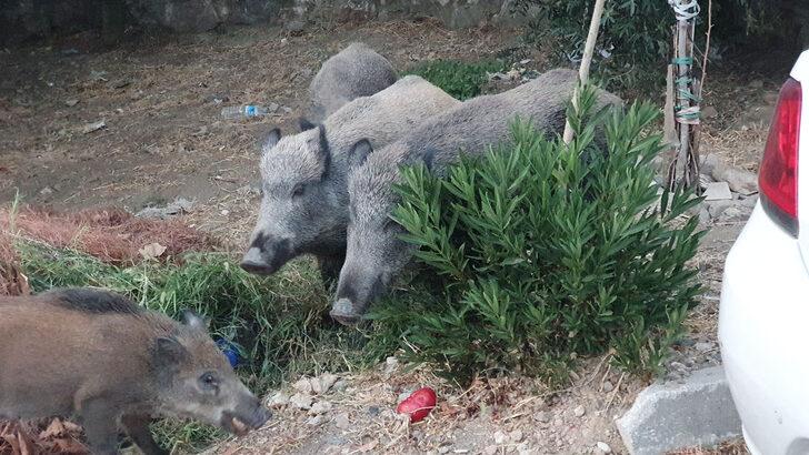 Balıkesir'de yerleşim yerine inen yaban domuzları görüntülendi G5