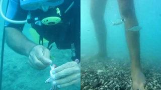 Antalya'da balık ısırma şikayetleri arttı! Uzman isim: Bir bakıma ayak sağlığı açısından ayak bakımı yapıyorlar