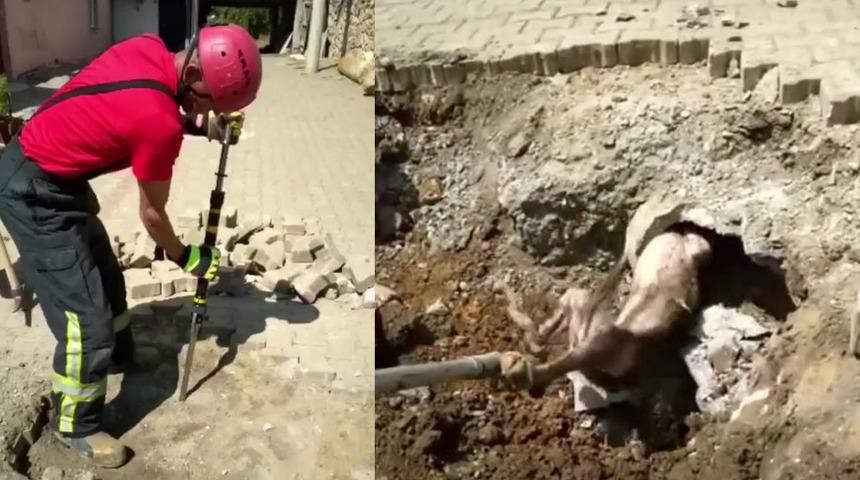 Yolda yürürken yer altından gelen sesleri duyunca ekiplere haber verdi! Gördükleri manzarayla şoke oldular