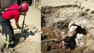 Yolda yürürken yer altından gelen sesleri duyunca ekiplere haber verdi! Gördükleri manzarayla şoke oldular