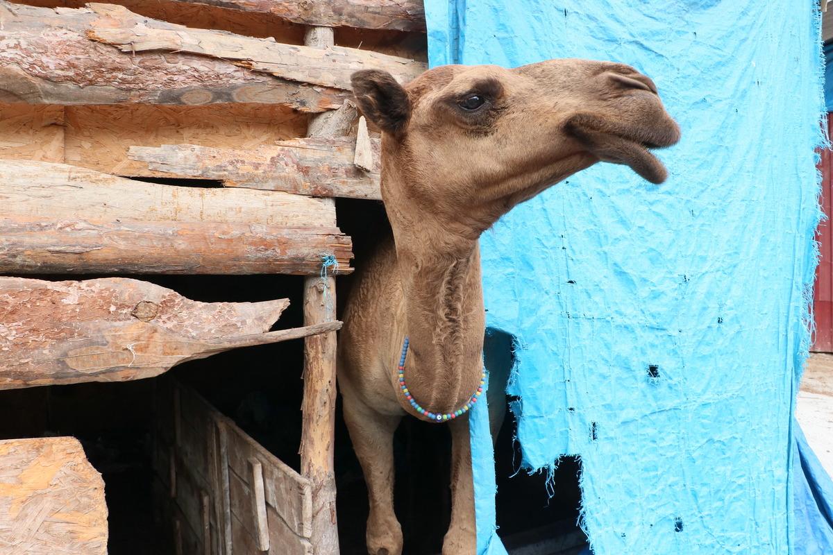 Samsun'da "Nazlı" ve "Paşa" isimli develer en &ccedil;ok sahilde vakit ge&ccedil;iriyor