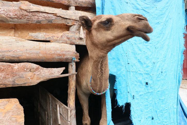 Samsun'da "Nazlı" ve "Paşa" isimli develer en çok sahilde vakit geçiriyor G1