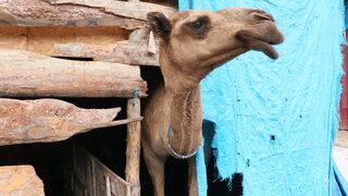 Samsun'da Nazlı ve Paşa isimli develer en çok sahilde vakit geçiriyor