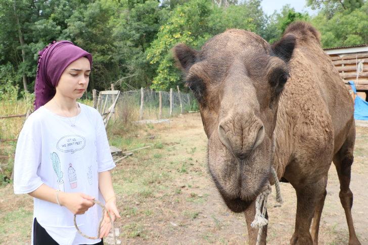 Samsun'da "Nazlı" ve "Paşa" isimli develer en çok sahilde vakit geçiriyor G2