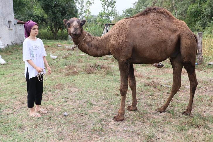 Samsun'da "Nazlı" ve "Paşa" isimli develer en çok sahilde vakit geçiriyor G3