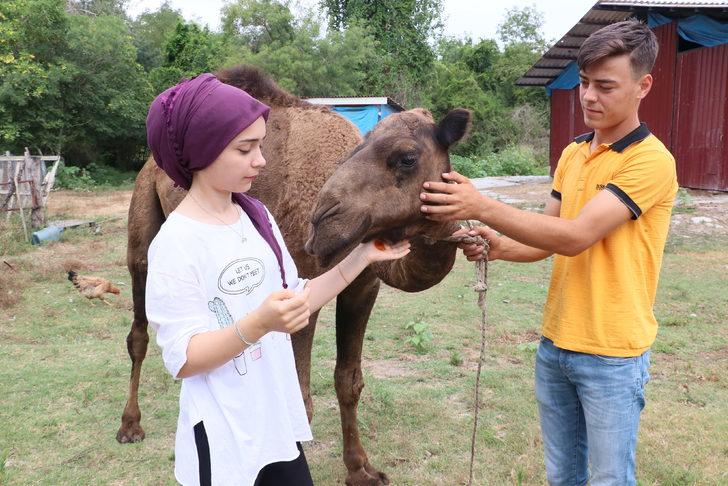 Samsun'da "Nazlı" ve "Paşa" isimli develer en çok sahilde vakit geçiriyor G4