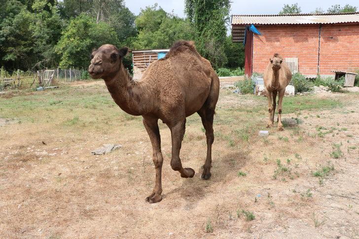 Samsun'da "Nazlı" ve "Paşa" isimli develer en çok sahilde vakit geçiriyor G5