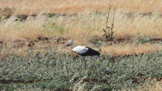 Şırnak'ta yaralı bulunan tilki ve leylek tedavilerinin ardından doğaya bırakıldı
