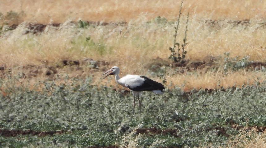 Şırnak'ta yaralı bulunan tilki ve leylek tedavilerinin ardından doğaya bırakıldı